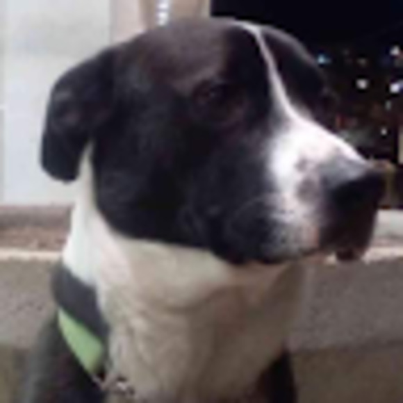 Meet your Posher, Tanis - Picture 1 of 1